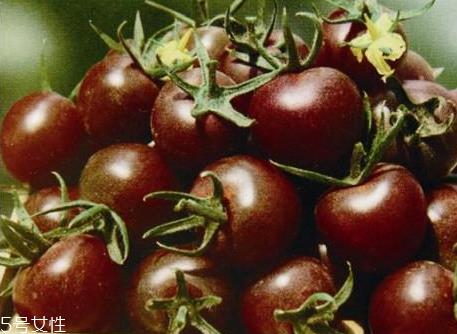 紫番茄能吃吗 紫番茄为什么是紫色 紫番茄能吃吗 紫番茄为什么是紫色