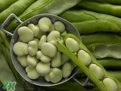 蚕豆可以生吃吗?蚕豆生吃有什么功效 蚕豆可以生吃吗?蚕豆生吃有什么功效