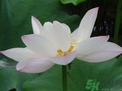 荷花可以泡水喝吗?荷花泡水喝的功效 荷花可以泡水喝吗?荷花泡水喝的功效