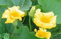 南瓜花怎么做好吃？南瓜花不能与什么同吃