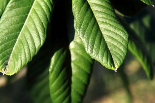 枇杷叶煮水要去毛吗 枇杷叶上面的毛有毒吗 枇杷叶煮水要去毛吗 枇杷叶上面的毛有毒吗