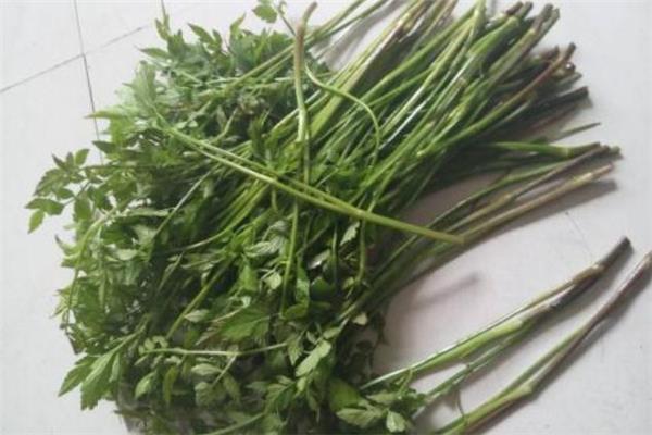 水芹菜是什么季节的 水芹菜一般是哪个季节吃的 水芹菜是什么季节的 水芹菜一般是哪个季节吃的