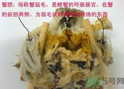 梭子蟹哪些部位不能吃?梭子蟹哪些人不能吃? 梭子蟹哪些部位不能吃?梭子蟹哪些人不能吃?