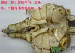 梭子蟹哪些部位不能吃?梭子蟹哪些人不能吃? 梭子蟹哪些部位不能吃?梭子蟹哪些人不能吃?