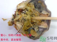 梭子蟹哪些部位不能吃?梭子蟹哪些人不能吃? 梭子蟹哪些部位不能吃?梭子蟹哪些人不能吃?