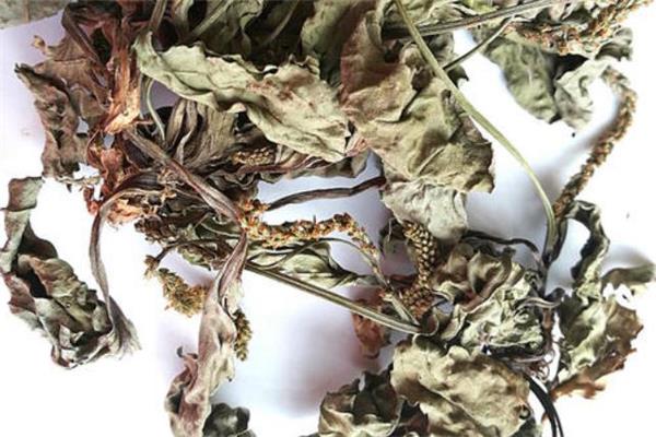 车前草能治前列腺炎吗 车前草治前列腺炎多久见效 车前草能治前列腺炎吗 车前草治前列腺炎多久见效