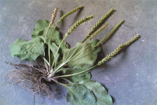 车前草能治前列腺炎吗 车前草治前列腺炎多久见效 车前草能治前列腺炎吗 车前草治前列腺炎多久见效