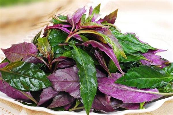红凤菜孕妇可以吃吗 孕妇吃红凤菜会流产吗
