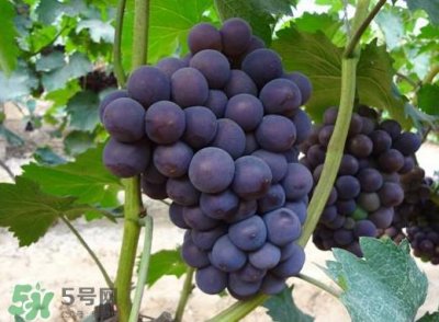 ​夏黑葡萄多少钱一斤？夏黑葡萄怎么挑选？