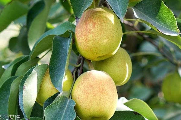 香梨要削皮吗 不削更好