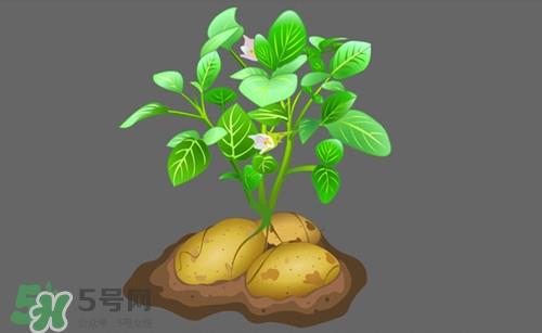 隔年的茶叶可以吃吗?隔年的茶叶能喝吗