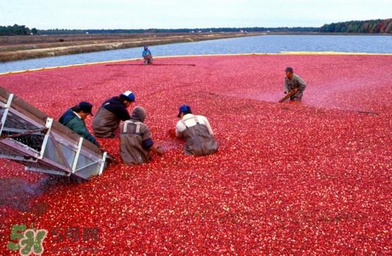 蔓越莓是长在水里的吗?蔓越莓生长在哪里的 蔓越莓是长在水里的吗?蔓越莓生长在哪里的