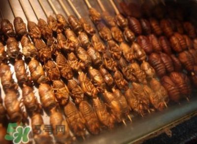 ​蝉蛹吃什么部位？蝉蛹都有哪些营养价值