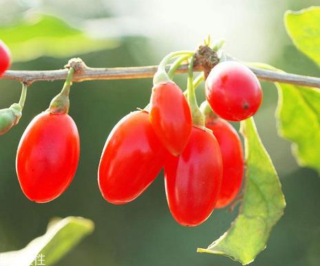枸杞是哪个地方的特产?哪里产的枸杞好? 枸杞是哪个地方的特产?哪里产的枸杞好?