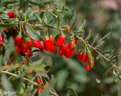 枸杞是哪个地方的特产?哪里产的枸杞好? 枸杞是哪个地方的特产?哪里产的枸杞好?