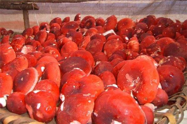 红蘑菇孕妇能吃吗 孕妇吃红蘑菇有害吗 红蘑菇孕妇能吃吗 孕妇吃红蘑菇有害吗