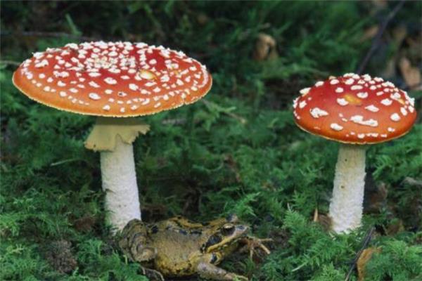 红蘑菇孕妇能吃吗 孕妇吃红蘑菇有害吗 红蘑菇孕妇能吃吗 孕妇吃红蘑菇有害吗