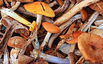 榛蘑的颜色 榛蘑是什么颜色的? 榛蘑的颜色 榛蘑是什么颜色的?