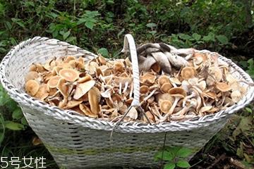 榛蘑的颜色 榛蘑是什么颜色的? 榛蘑的颜色 榛蘑是什么颜色的?