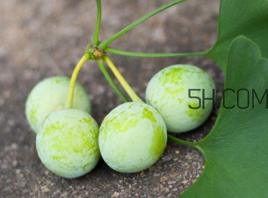 银杏果可以泡酒吗 银杏果泡酒的功效