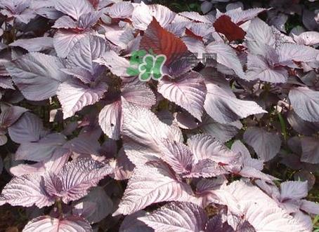 紫苏叶不能和什么一起吃_紫苏叶和什么食物相克 紫苏叶不能和什么一起吃_紫苏叶和什么食物相克