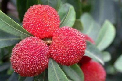 ​杨梅有酒味了还能吃吗 杨梅什么样子不能吃了