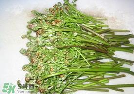 蕨菜怎么去苦味?蕨菜怎么做不苦? 蕨菜怎么去苦味?蕨菜怎么做不苦?