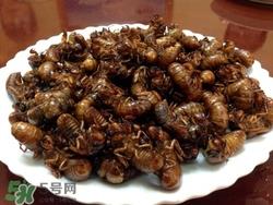 知了能吃吗它有什么营养和价值?知了怎么做好吃 知了能吃吗它有什么营养和价值?知了怎么做好吃