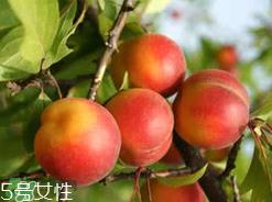 杨梅和李子能一起吃吗?杨梅和李子一起吃会中毒吗? 杨梅和李子能一起吃吗?杨梅和李子一起吃会中毒吗?