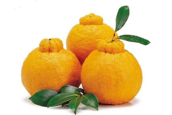 丑橘可以多吃吗 丑橘可以和牛奶一起吃吗