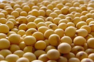 ​大豆可以酿酒吗 大豆的作用