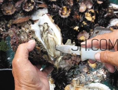 海蛎子壮阳吗？海蛎子有寄生虫吗
