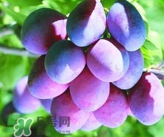 西梅软的好吃还是硬的好吃?西梅软的是坏了吗? 西梅软的好吃还是硬的好吃?西梅软的是坏了吗?