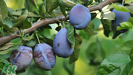 西梅软的好吃还是硬的好吃?西梅软的是坏了吗? 西梅软的好吃还是硬的好吃?西梅软的是坏了吗?
