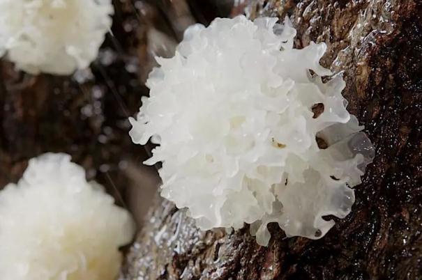 银耳会中毒吗 银耳会不会上火 银耳会中毒吗 银耳会不会上火