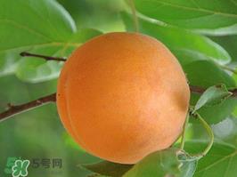 杏子不能和什么一起吃?杏子和什么不能同吃? 杏子不能和什么一起吃?杏子和什么不能同吃?