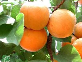 杏子不能和什么一起吃?杏子和什么不能同吃? 杏子不能和什么一起吃?杏子和什么不能同吃?