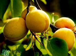 杏子不能和什么一起吃?杏子和什么不能同吃? 杏子不能和什么一起吃?杏子和什么不能同吃?