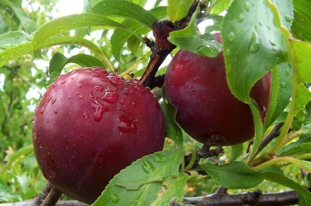 吃李子会影响月经吗 来月经能吃李子吗