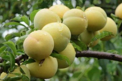 ​吃李子会影响月经吗 来月经能吃李子吗