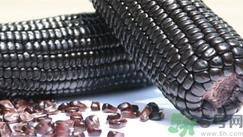黑玉米是什么品种?黑玉米是转基因的吗