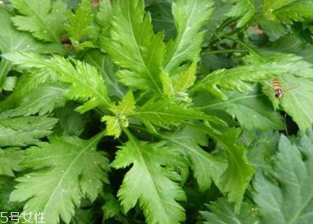 菊花脑什么时候种 菊花脑什么时候采收