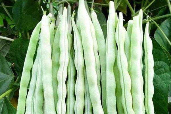 豆角的功效和作用 豆角的营养成分