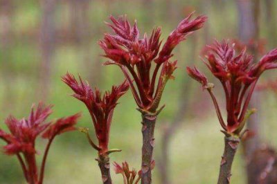 ​香椿是刺嫩芽吗 香椿要不要焯水