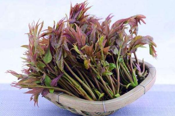 香椿是刺嫩芽吗 香椿要不要焯水 香椿是刺嫩芽吗 香椿要不要焯水