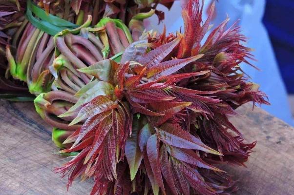 香椿是刺嫩芽吗 香椿要不要焯水 香椿是刺嫩芽吗 香椿要不要焯水