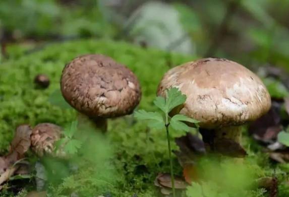 新鲜松茸可以带上飞机吗?干松茸可以带上飞机吗 新鲜松茸可以带上飞机吗?干松茸可以带上飞机吗