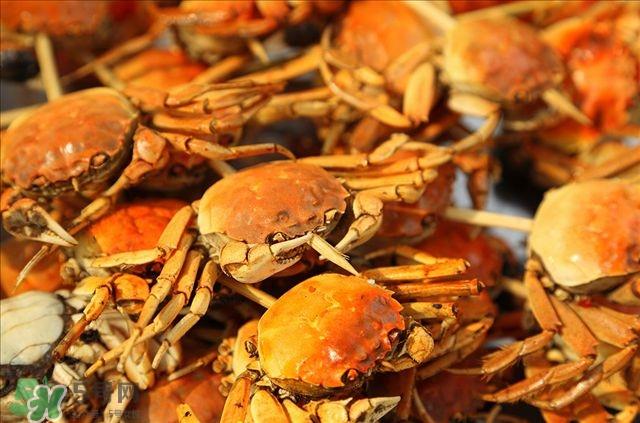 阳澄湖大闸蟹公的好还是母的好吃 阳澄湖大闸蟹公的好还是母的好吃