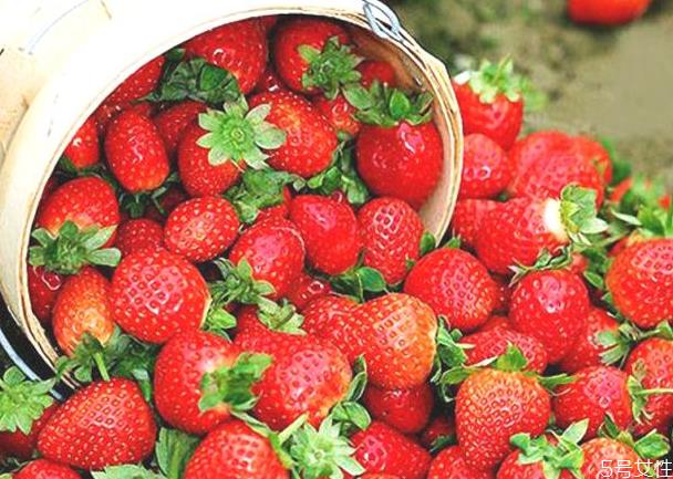 草莓采摘很贵吗 摘草莓为什么比卖的贵