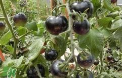 黑番茄能生吃吗?黑番茄可以生吃吗 黑番茄能生吃吗?黑番茄可以生吃吗